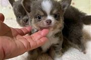 Chihuahua Puppies for sale