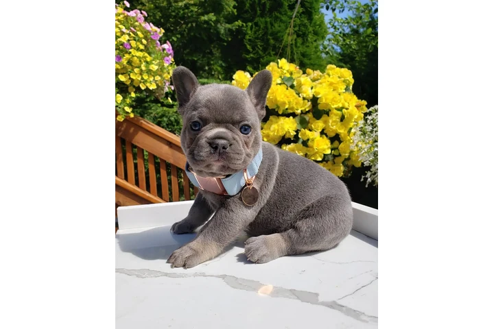 $500 : French bulldog puppies image 1