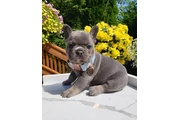 French bulldog puppies en Las Vegas