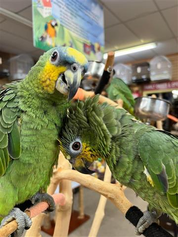 $300 : charles amazon parrots image 1
