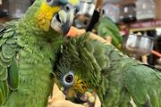 charles amazon parrots en Stockton