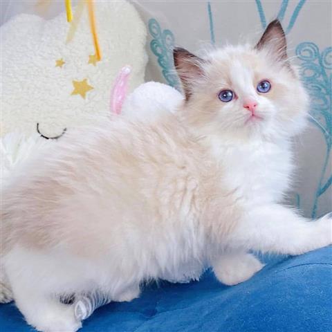 $350 : Ragdoll Kittens For Sale image 2