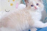 $350 : Ragdoll Kittens For Sale thumbnail