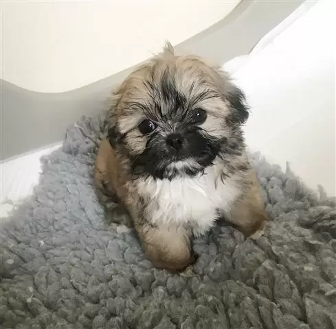 $450 : Amazing Shit tzu Puppies image 3