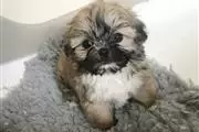 $450 : Amazing Shit tzu Puppies thumbnail