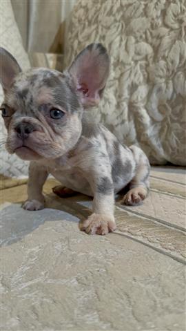 $1500 : Akc French Bulldogs image 3