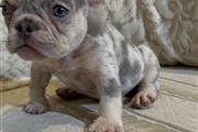 $1500 : Akc French Bulldogs thumbnail