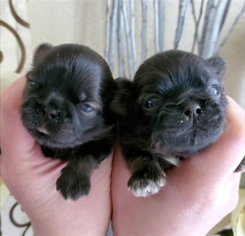 $350 : Cachorros Shihtzu image 2