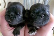 $350 : Cachorros Shihtzu thumbnail