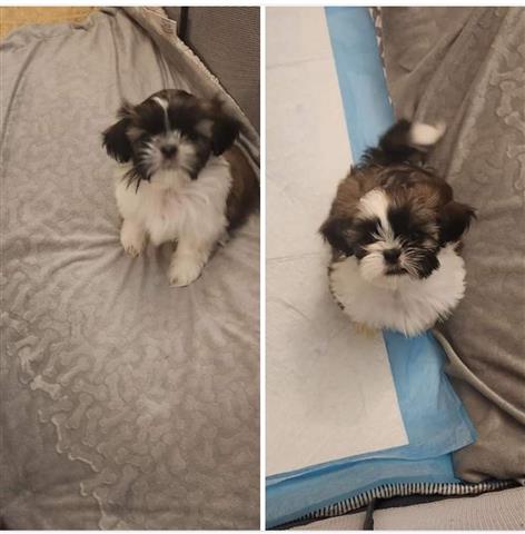 $800 : Dogs for sale/venta de perros image 1