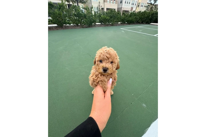 $350 : Caniche toy image 2