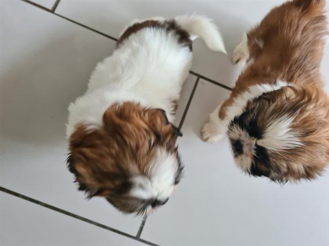 $450 : Shih tzu puppies for sale image 2