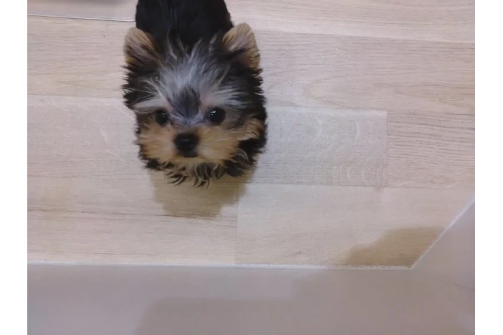$350 : Cachorro de Yorkshire Terrier image 2