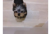 $350 : Cachorro de Yorkshire Terrier thumbnail