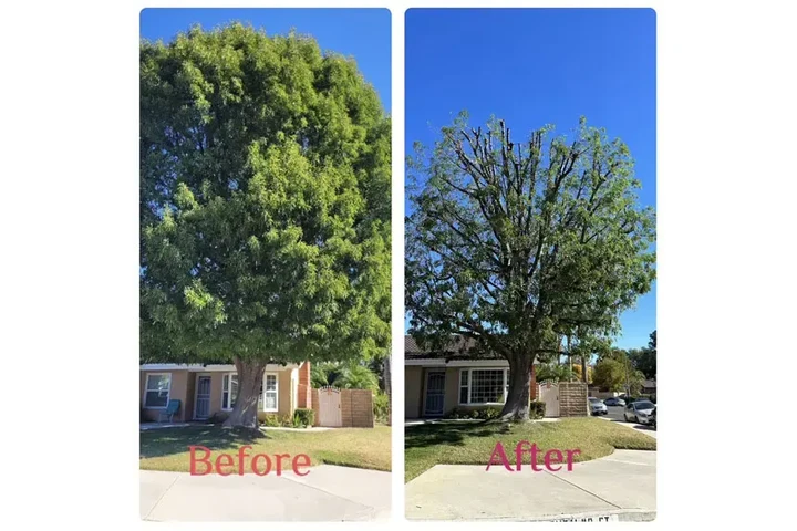 CUIDADO DE ARBOLES image 3