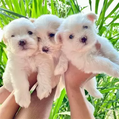 $400 : Cute Maltese Puppies For Sale image 1