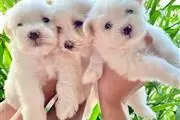Cute Maltese Puppies For Sale en Buffalo