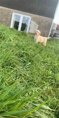 Champion Kc Registered Golden image 1