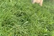 Champion Kc Registered Golden en Guayama