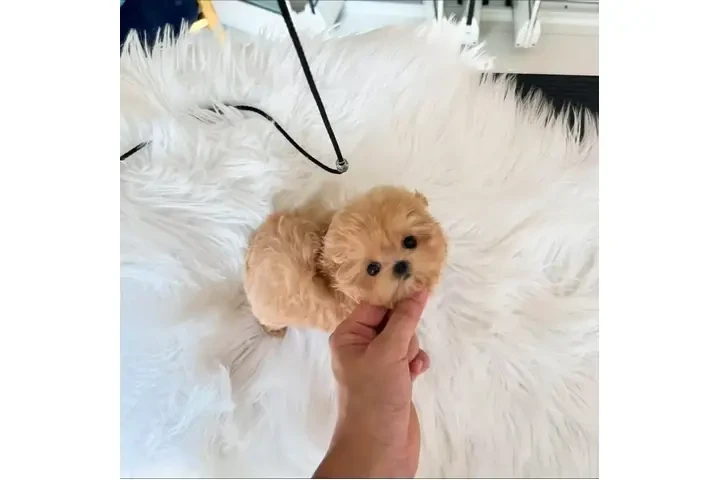 $350 : taza de té maltipoo cachorros image 1