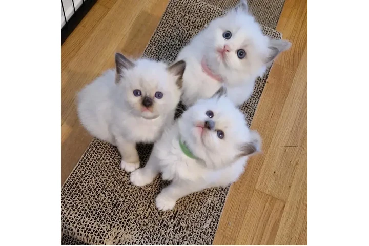 $250 : Beautiful Ragdoll  Kittens image 2