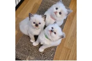 $250 : Beautiful Ragdoll  Kittens thumbnail