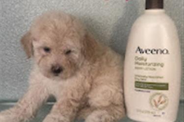 TOY MALTIPOO PUPPY en Los Angeles