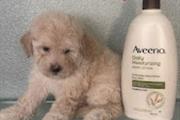 TOY MALTIPOO PUPPY en Los Angeles