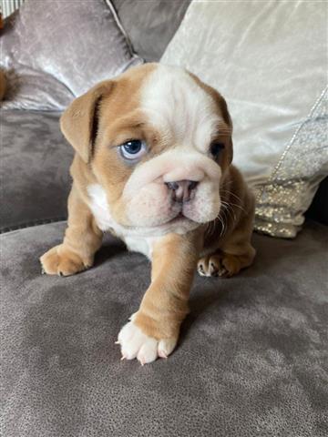 $700 : cachorros de bulldog inglés image 3