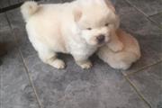 Chow Chow puppies!