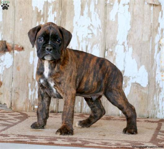 $300 : Boxer Puppies for Sale image 2