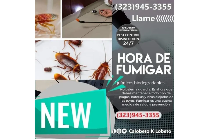 FUMIGACION EXCELENTE ECONOMICO image 5