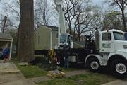 White Oak Tree Expert en Baltimore