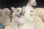 $360 : Chihuahua puppies for sale thumbnail