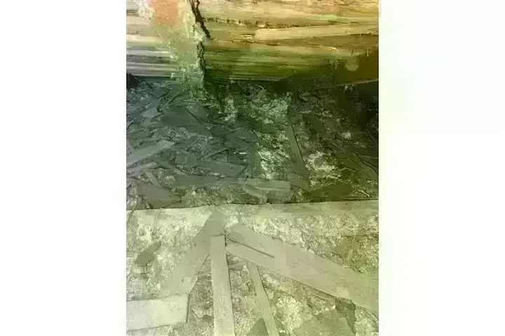 PEST CONTROL image 2