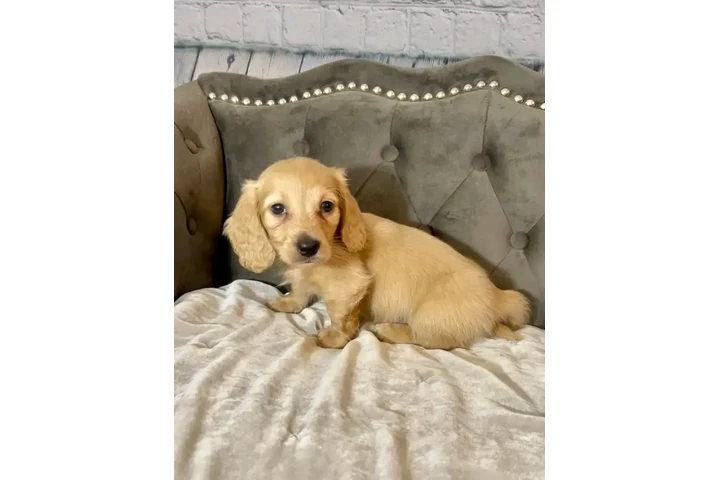 $650 : Dachshund puppy for sale image 4