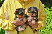 $600 : Boys & Girls Yorkies thumbnail