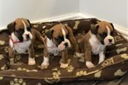 $550 : Lindos cachorros boxer disponi thumbnail