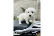 Teacup Maltipoo puppy for sale en Atlanta