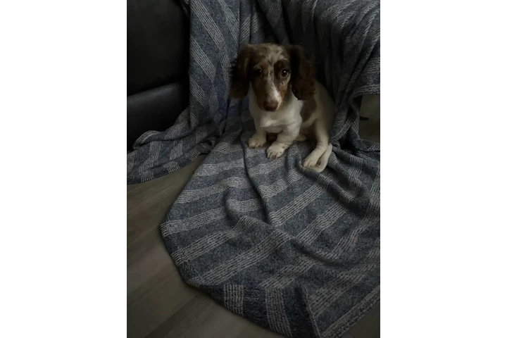 $2000 : Dapple pied miniature dachshun image 6