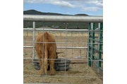 $3000 : Yellow Scottish Highland Bull thumbnail