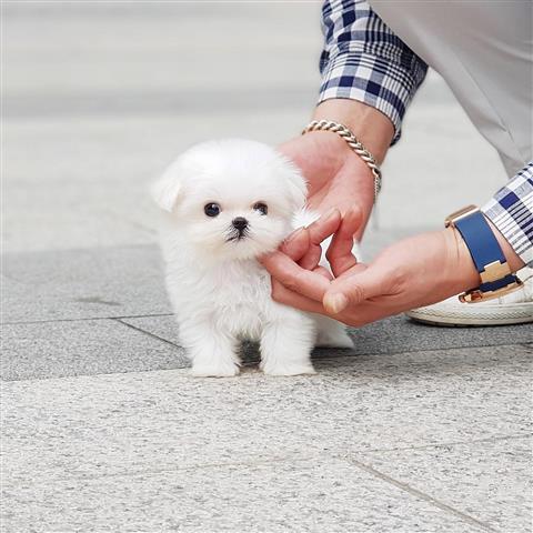 $250 : Beautiful Pomeranians puppies image 1