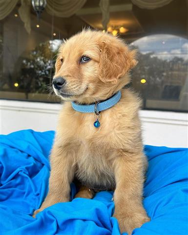 $350 : Cachorrito Golden Retriever image 4