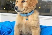 $350 : Cachorrito Golden Retriever thumbnail