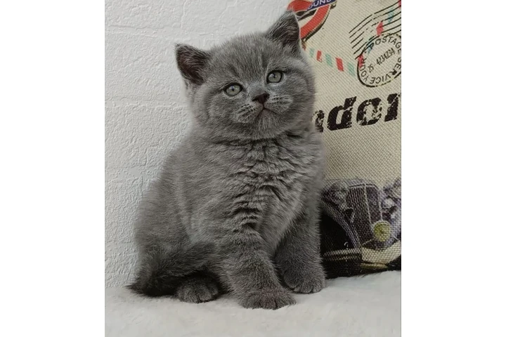 $280 : Purebred British shorthair image 1