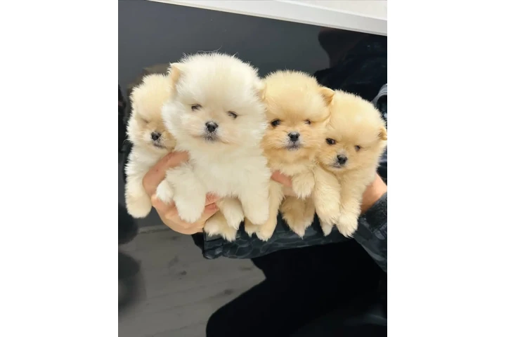 $350 : Pomerania taza de té image 1