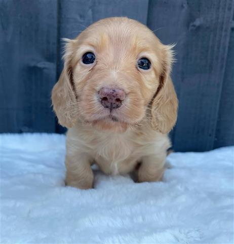 $500 : Miniature Dachshund puppies image 4