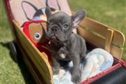 4 French bulldogs Puppies