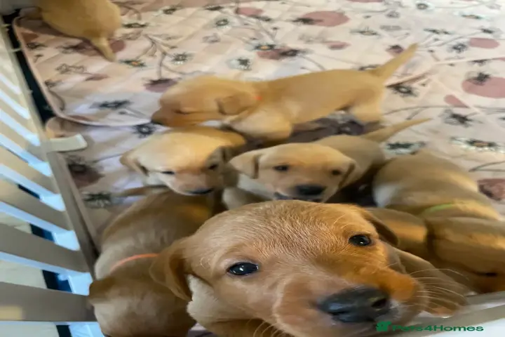 $900 : Beautiful Labrador puppies image 3