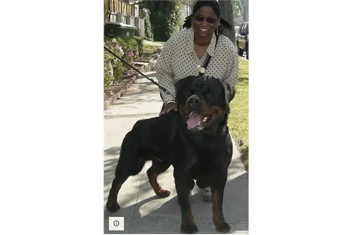 $350 : ROTTWEILERS image 2